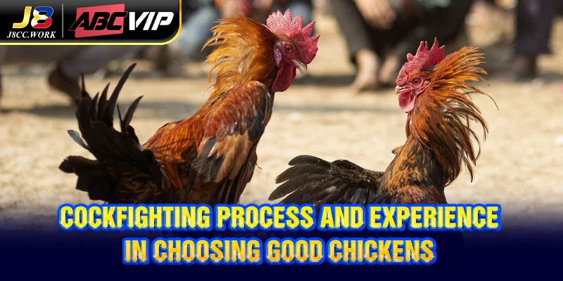 Cambodian Cockfighting J8 - Experience from the experts 4 Cockfighting process and experience in choosing good chickens