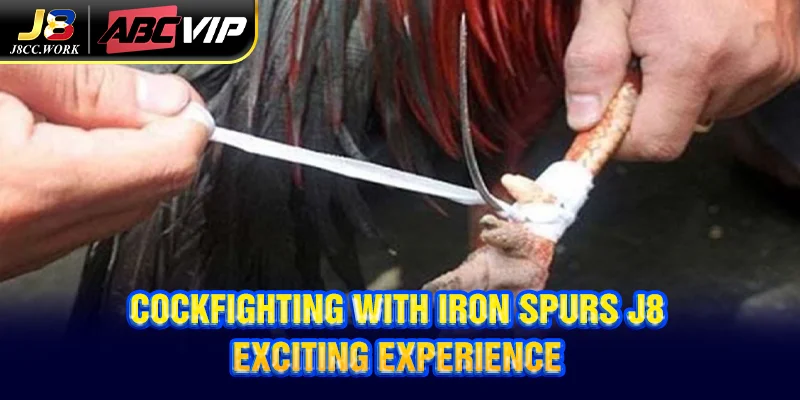 Cockfighting with Iron Spurs J8 - Exciting Experience 2 Cockfighting with Iron Spurs J8 - Exciting Experience