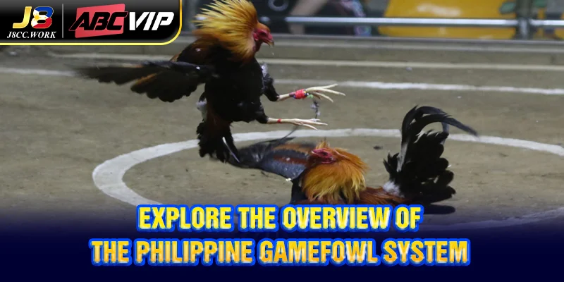 Philippine Cockfighting J8 - Revealing Attractive Tips 3 Explore the overview of the Philippine gamefowl system