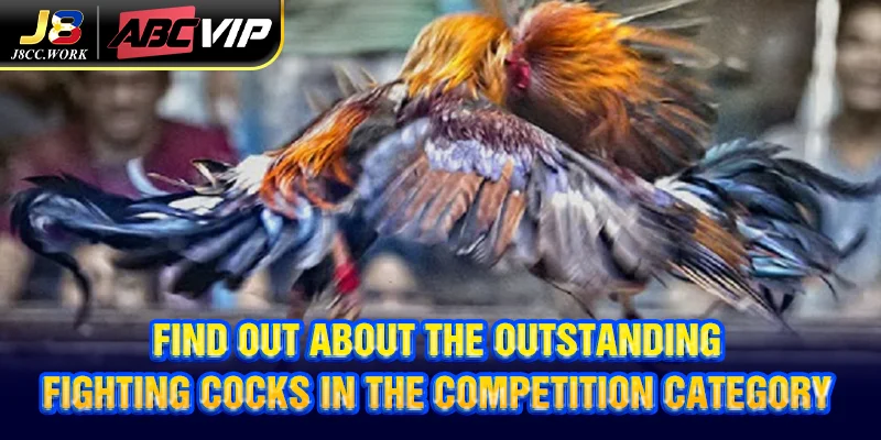 J8 International Cockfighting - Engaging Betting At J8 4 Find out about the outstanding fighting cocks in the competition category