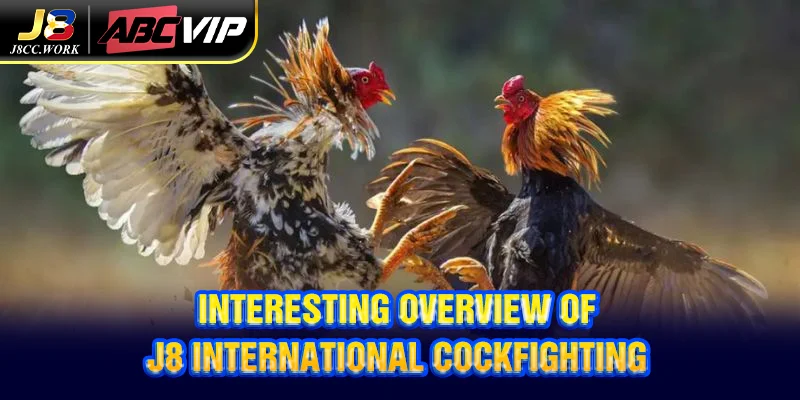 J8 International Cockfighting - Engaging Betting At J8 1 Interesting overview of J8 International Cockfighting
