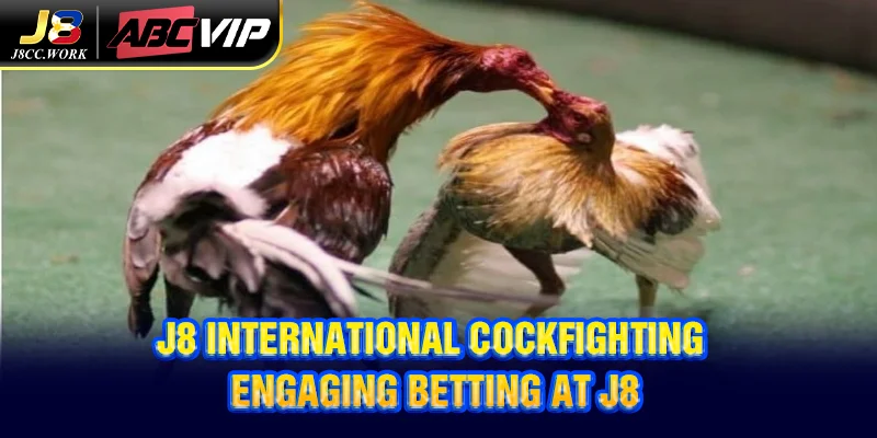 J8 International Cockfighting - Engaging Betting At J8 2 J8 International Cockfighting - Engaging Betting At J8