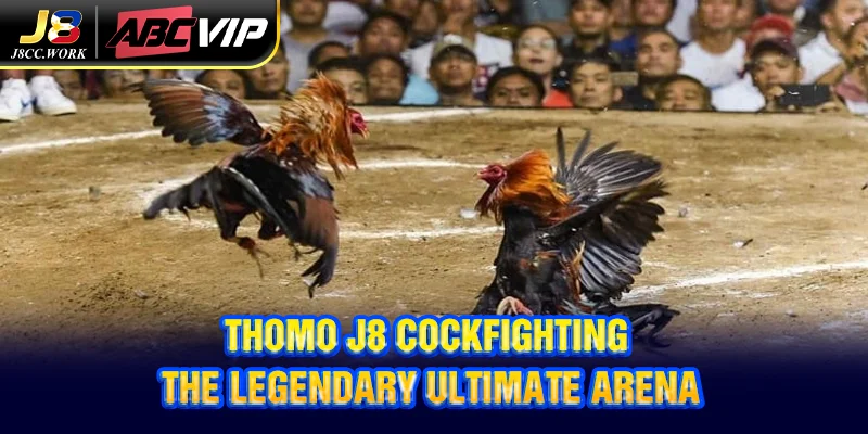 Thomo J8 Cockfighting - The Legendary Ultimate Arena 2 Thomo J8 Cockfighting - The Legendary Ultimate Arena